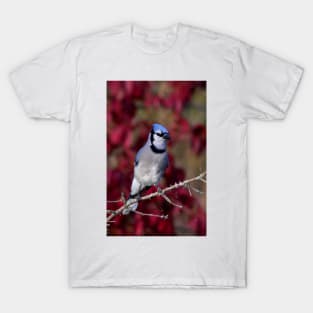 Blue Jay T-Shirt